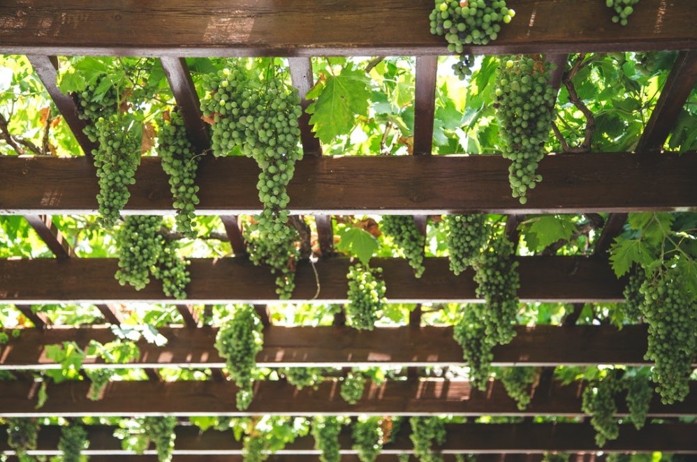 how to grow grape vines