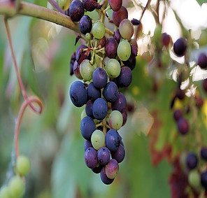 The Best Place to Plant Grapes The Best Place to Plant Grapes