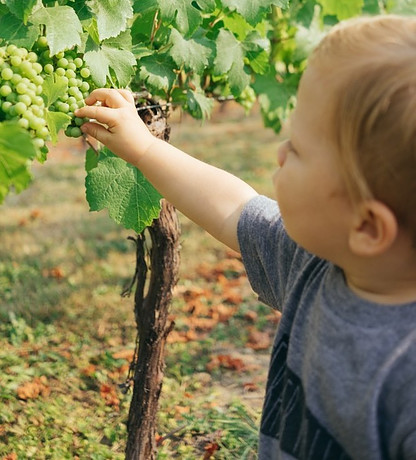 Grape Harvesting Time