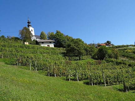 Viticulture as part of Slovenian agriculture Viticulture as part of Slovenian agriculture