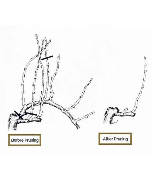 This picture shows how to how to prune grape vines.