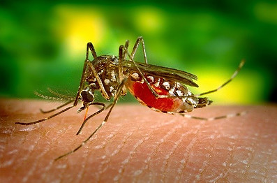 Do mosquito transmis a coronavirus?