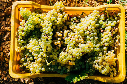 The Sparkling Wine Making Process Begins With the Harvest