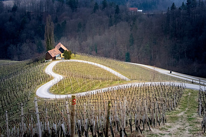 Most Favorable For Viticulture in Slovenia Is the Continental Climate