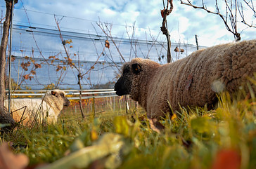 In New Zealand, You Can See Sheep in the Vineyard Quite Common