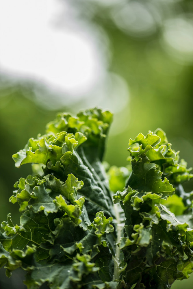Leafy Kale belongs to healthy green leafy vegetables.