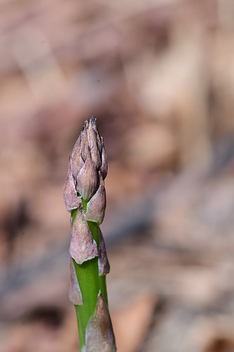 The asparagus planting guide for a small garden is not the same as for professional growers.