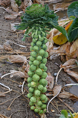 Grow Brussel Sprouts