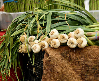 Growing garlic outdoors occurs by planting pods, which are obtained from mature heads, in which a more significant number of pods exist.