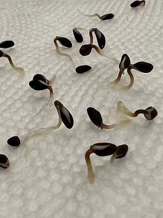 the Process of Seed Germination