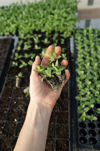 Knowing how to prick out seedlings is a critical task for gardeners.