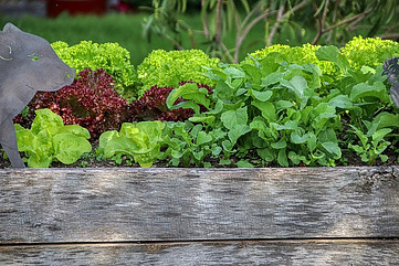 Raised beds are not new, but they are becoming increasingly popular, especially among amateur gardeners, because of the advantages of raised bed gardening.
