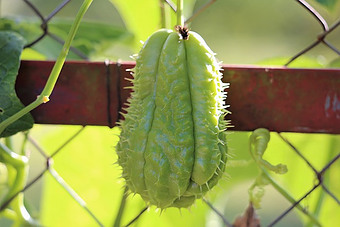 Try to grow a chayote plant because of its exceptional taste.