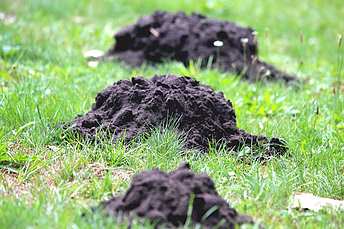 A mole is a friendly-looking animal that lives underground. However, if it appears in our garden, we wish to find out how to get rid of moles in the garden.