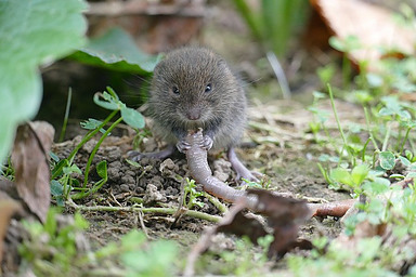 Control voles in the garden because voles are a nuisance that destroys your vegetables