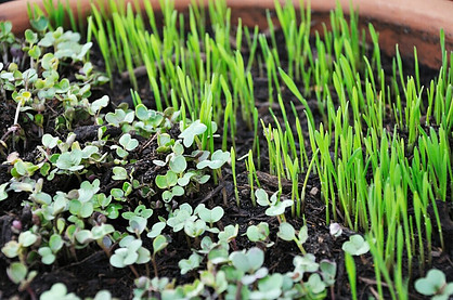 Growing microgreens has many benefits and is a welcome alternative, especially in winter when other vegetables are scarce.